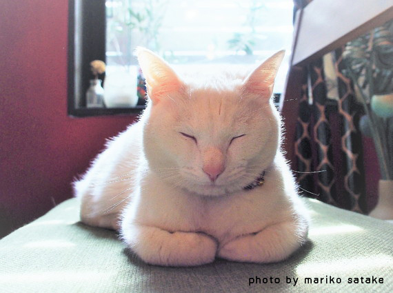 座り 香箱 座り方にも意味がある！「香箱座り」をする猫の気持ちや、知っておきたい体調のサイン。