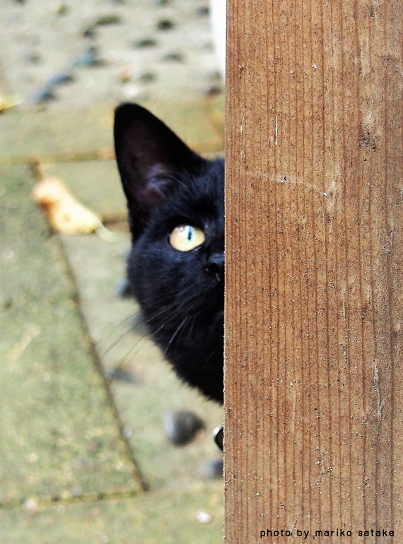 猫の不思議・・・黒猫│フェリシモ猫部