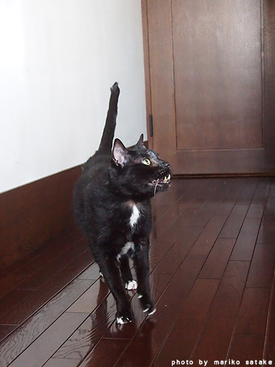 シンガポール猫⑦黒猫.jpg
