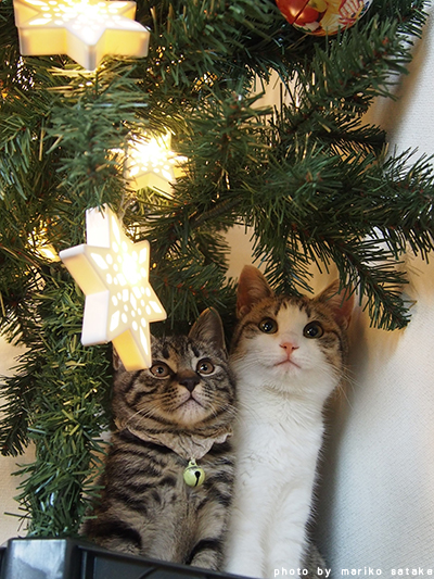 【ネコ 天使たちの クリスマスツリー】★ライトアップ　子猫てんこ盛り ※訳ありA ネコ 天使たちの クリスマスツリー】☆ライトアップ 子猫てんこ盛り