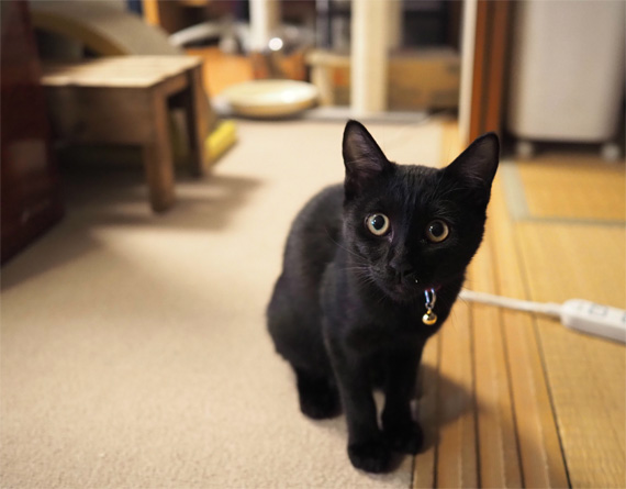 【手足首可動】黒猫さん（Lサイズ）