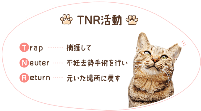 [TNR活動]Trap・・・捕獲して、Neuter・・・不妊去勢手術を行い、元いた場所に戻す