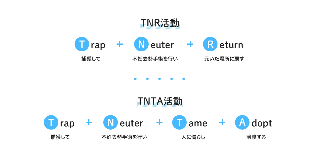 [TNR活動]Trap(捕獲して)+Neuter(不妊去勢手術を行い)+Return(元いた場所に戻す)[TNTA活動]Trap(捕獲して)+Neuter(不妊去勢手術を行い)+Tame(人に慣らし)+Adopt(譲渡する)