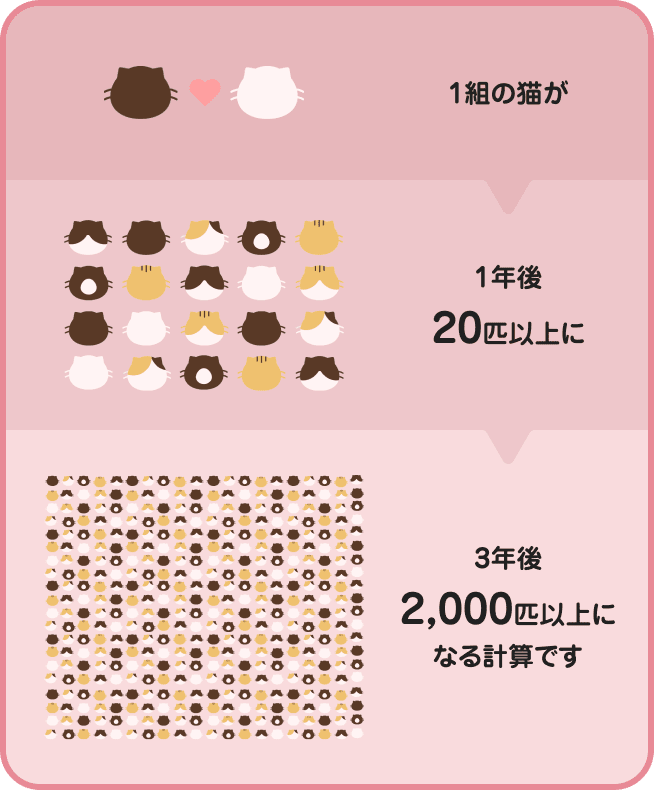 一組の猫が → [一年後]20匹以上に → [3年後]2000匹以上になる計算です