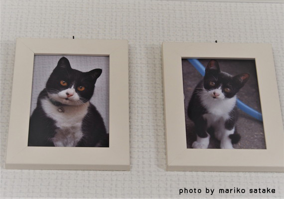 あずきちゃんの意志 フェリシモ猫部 あずきちゃんの意志 フェリシモ猫部