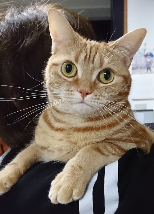 15はなちゃん3歳.jpg
