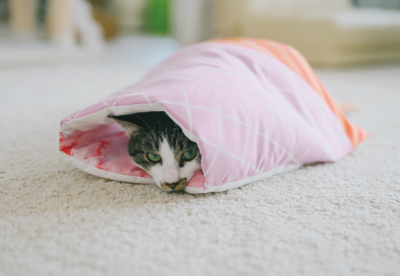 あま い夢が見られそう 写真映えもばっちりな猫用スイーツ布団が出来上がりました フェリシモ猫部