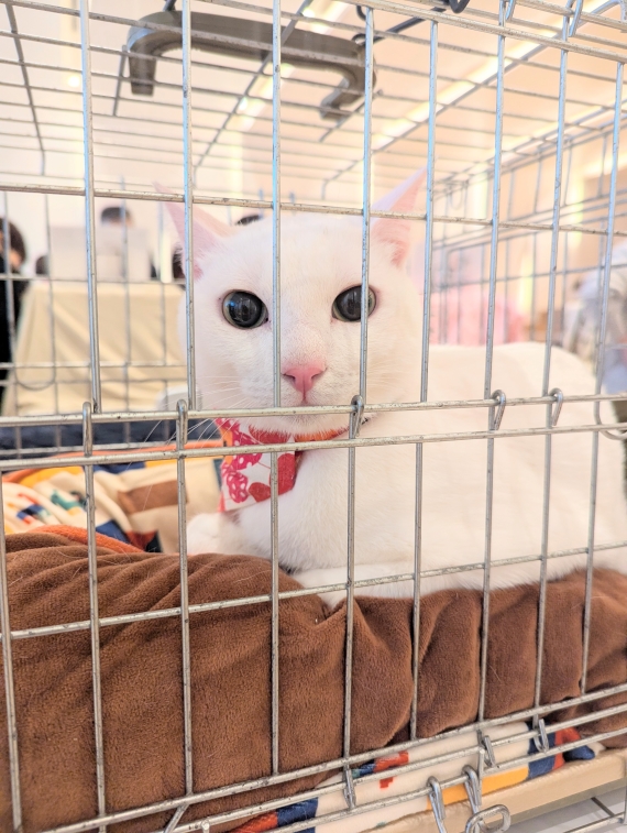 73_neko_4.jpg