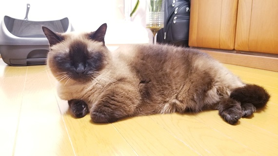 (眠るはなちゃんシャム柄.jpg