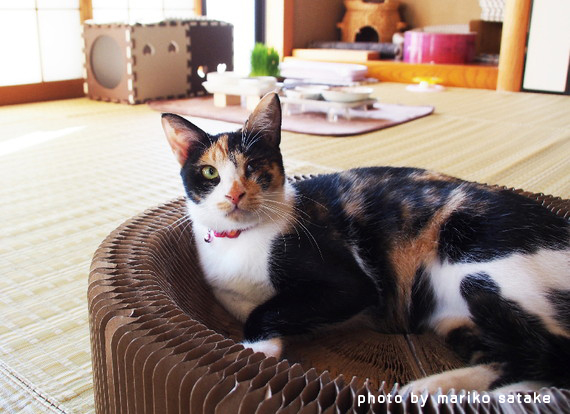 あずきちゃんの意志 フェリシモ猫部 あずきちゃんの意志 フェリシモ猫部