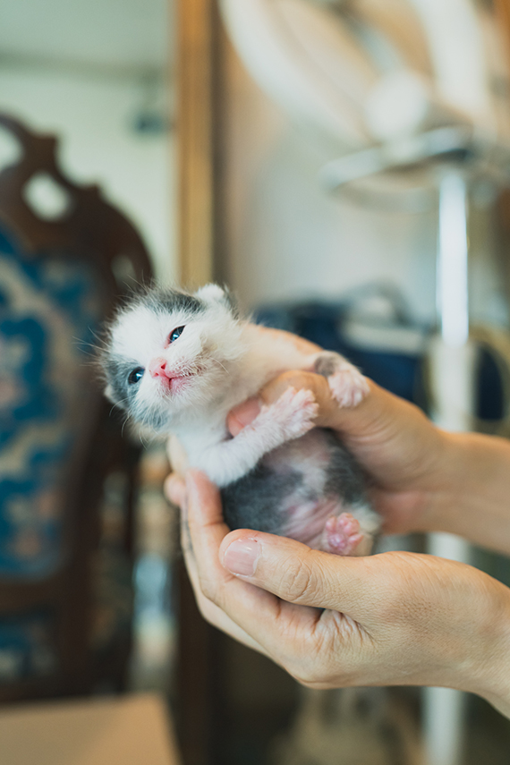 子猫 生まれたて 生存 率