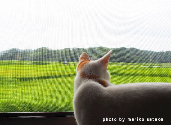 田園暮らし その１ フェリシモ猫部