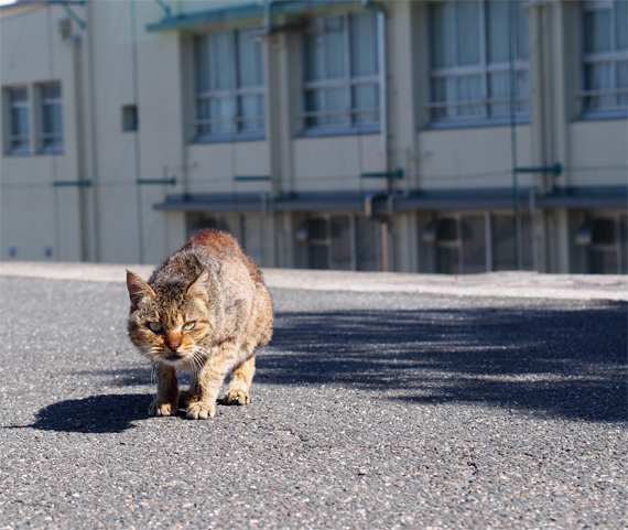 sakuraneko1717.jpg