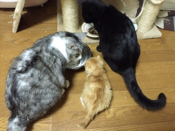 気品たっぷり! サバトラ猫まとめ(猫ギャラリー傑作選)│フェリシモ猫部