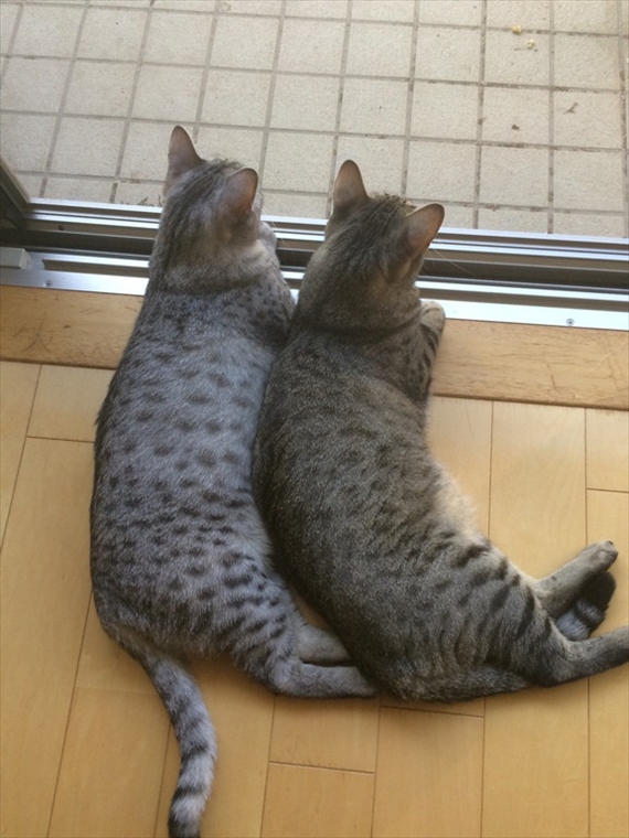 気品たっぷり! サバトラ猫まとめ(猫ギャラリー傑作選)│フェリシモ猫部