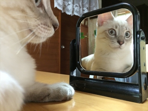 興味津々！ 見つめるにゃんこ（猫ギャラリー傑作選）│フェリシモ猫部