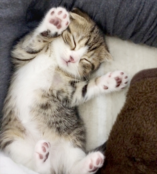 おおきくのび っ バンザイにゃんこ 猫ギャラリー傑作選 フェリシモ猫部