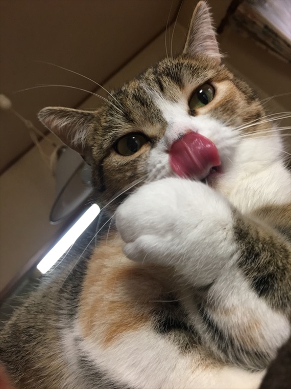 もふもふ ぷにぷに 猫のおててとあんよ 猫ギャラリー傑作選 フェリシモ猫部