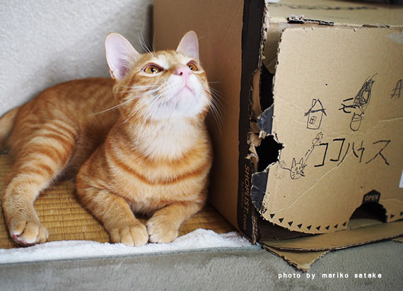 誕生日祝いは 待ちに待った猫 フェリシモ猫部 誕生日祝いは 待ちに待った猫 フェリシモ猫部