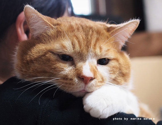 顔デカ ナッツくん フェリシモ猫部