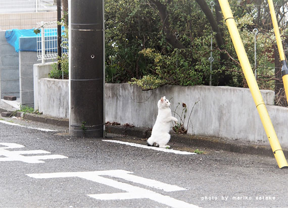 花アトリエのおっとり猫 フェリシモ猫部