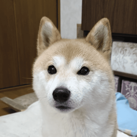 ノエルちゃん犬.png