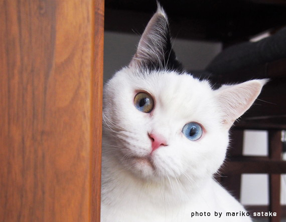猫の不思議・・・黒白猫│フェリシモ猫部