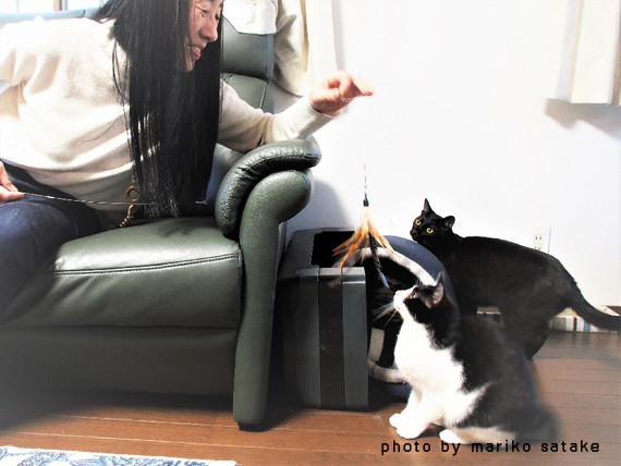 神さまが遣 よこ した猫 フェリシモ猫部 神さまが遣 よこ した猫 フェリシモ猫部