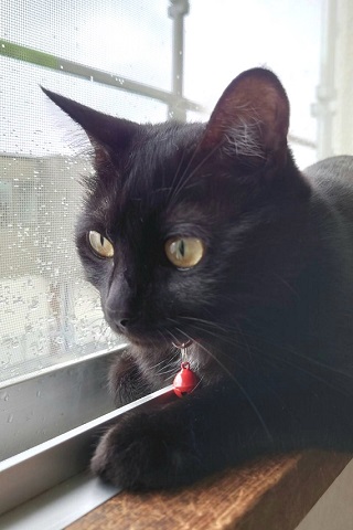 (横顔りんちゃん黒猫.jpg