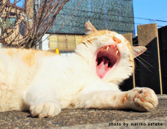 猫のあくびのヒミツ フェリシモ猫部