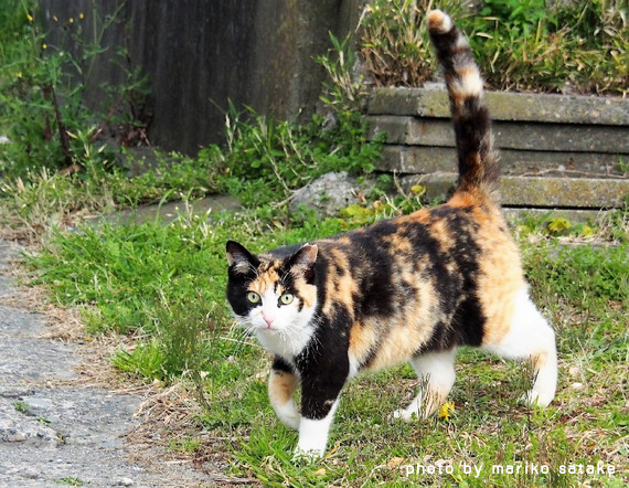 猫の不思議 三毛猫 フェリシモ猫部