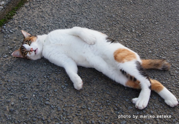 三毛猫は 無敵 フェリシモ猫部