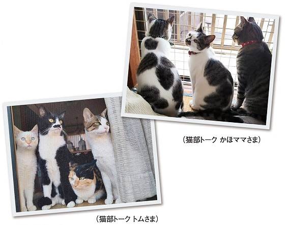 網戸窓辺に集う猫たち.jpg