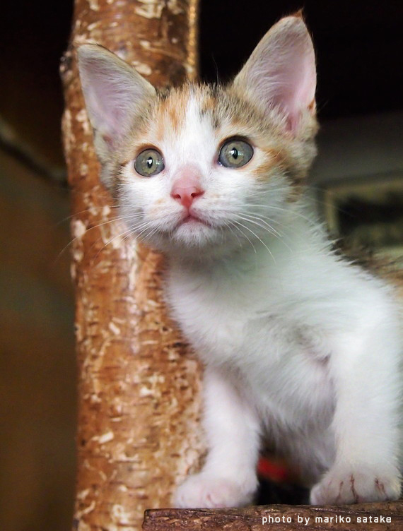 猫の不思議 目の色その1 フェリシモ猫部