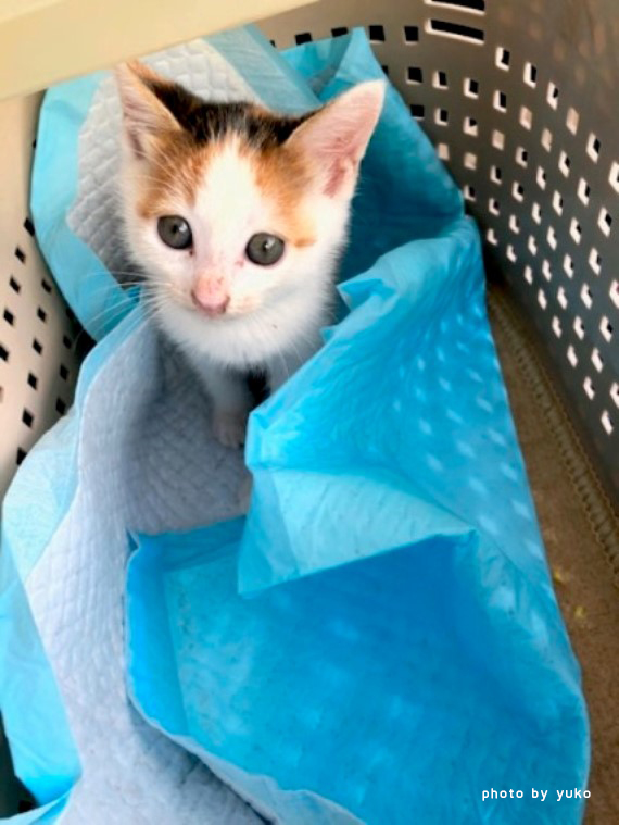 新入りスタッフりんごちゃん フェリシモ猫部