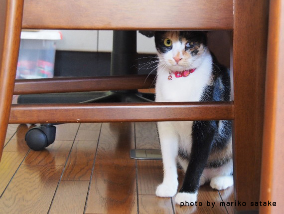 あずきちゃんの意志 フェリシモ猫部