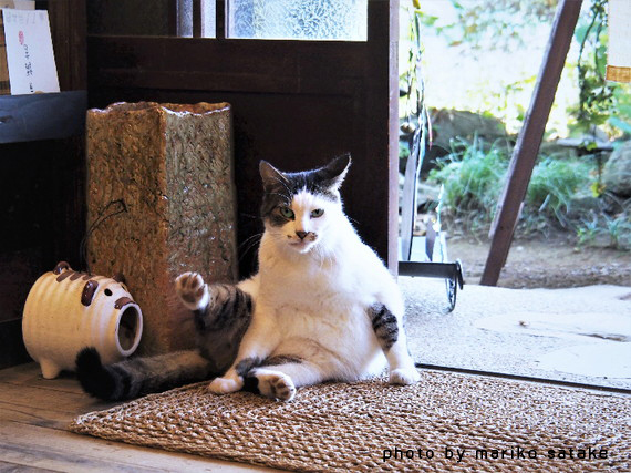 かくれ里の看板猫 さとちゃん フェリシモ猫部