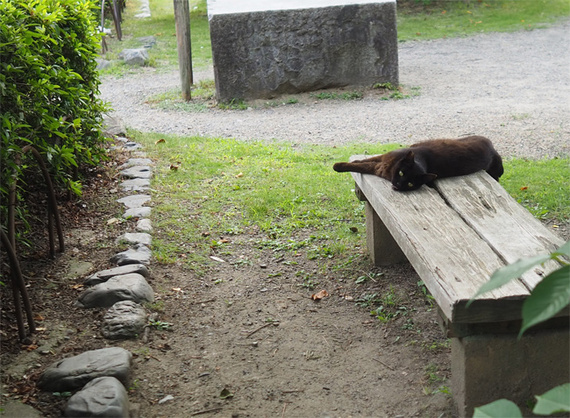 sakuraneko3975.jpg
