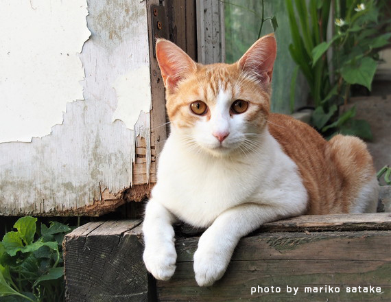 猫の不思議・・・その素晴らしき能力│フェリシモ猫部