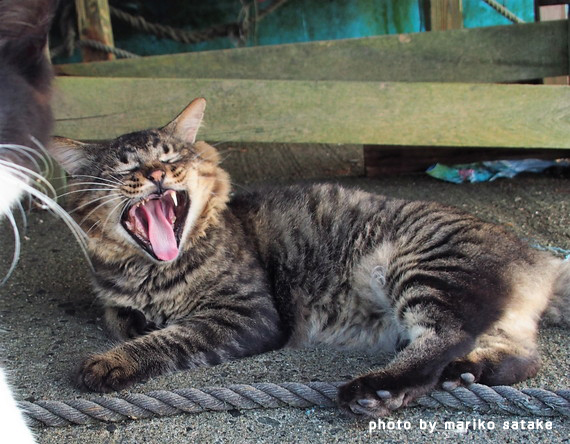 猫のあくびのヒミツ フェリシモ猫部
