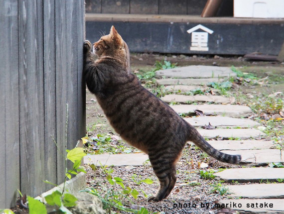 かくれ里の看板猫 さとちゃん フェリシモ猫部