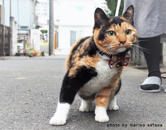 猫の不思議 三毛猫 フェリシモ猫部