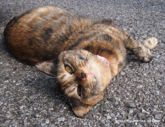 さび猫はラブリイ フェリシモ猫部