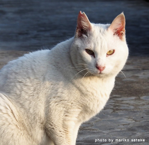 猫の不思議 白い猫 フェリシモ猫部