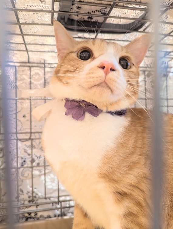 73_neko_1.jpg