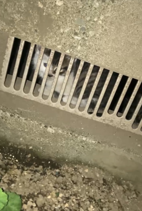 鎌倉猫らいん_20260128_1.jpeg