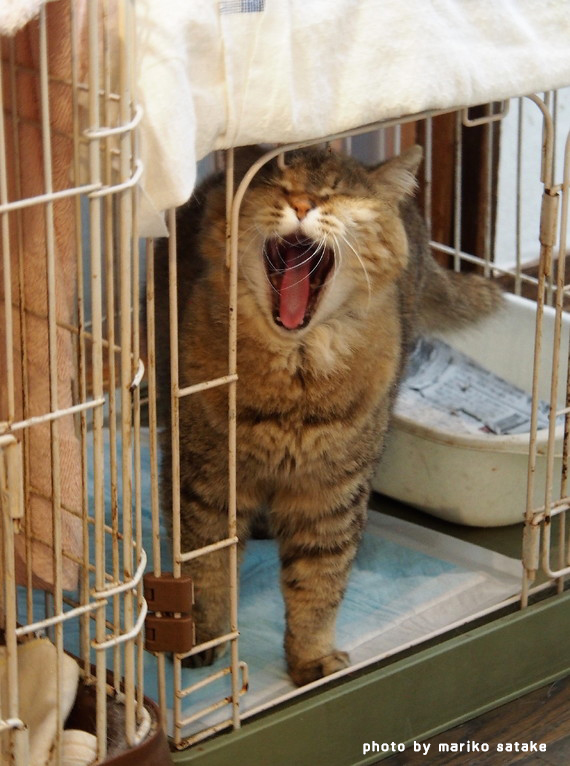 猫のあくびのヒミツ フェリシモ猫部 猫のあくびのヒミツ フェリシモ猫部