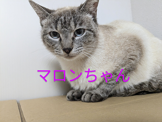 マロン.jpg