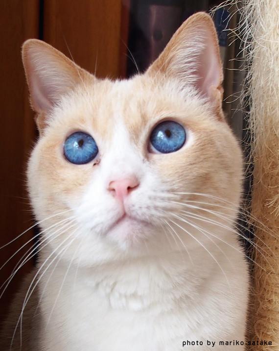 猫の不思議 目の色その1 フェリシモ猫部