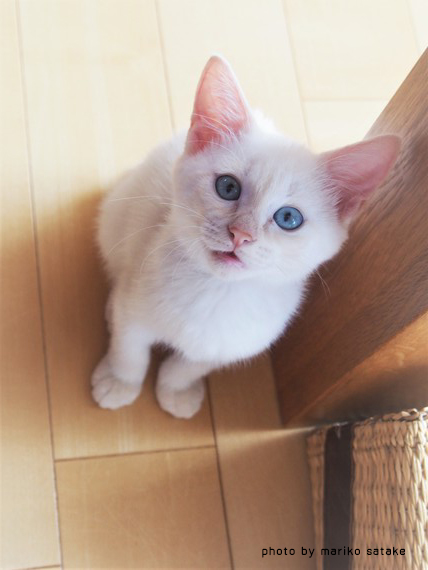 白猫は 耳を澄ます フェリシモ猫部